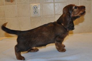 Jamnik d�ugow�osy - szczeni� 